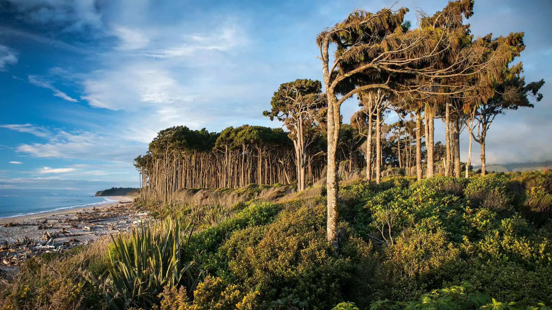 A scenic view of the wild West Coast of New Zealand's South Island, showing wind-swept trees and a dense coastal forest bordering a sandy beach strewn with driftwood under a cloudy blue sky. Credit: Wirestock Creators - Shutterstock
