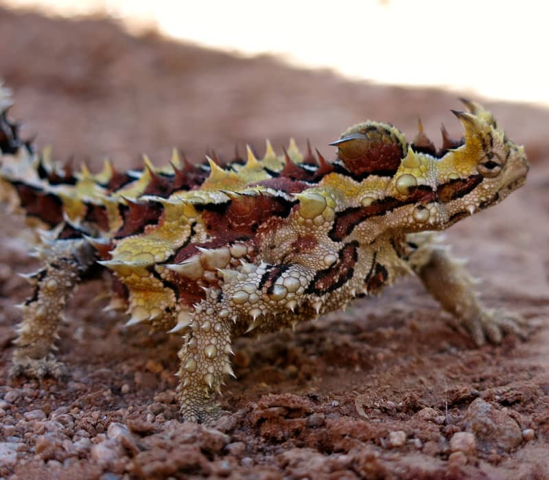 thorny-dragon_280278515.jpg